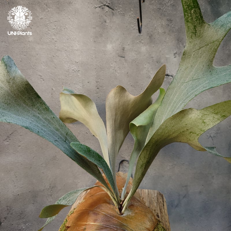 Platycerium willinckii cv.Griffin (pup) ビカクシダ ウ