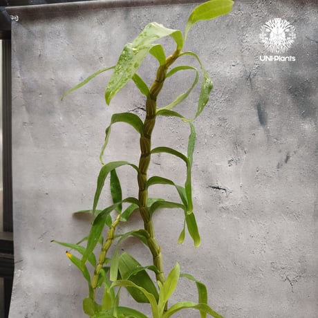 【タイ直輸入】着生ラン デンドロビューム セクンドゥム × Sib ｜珍品・希少ラン・蘭の花｜Dendrobium secundum x Sib