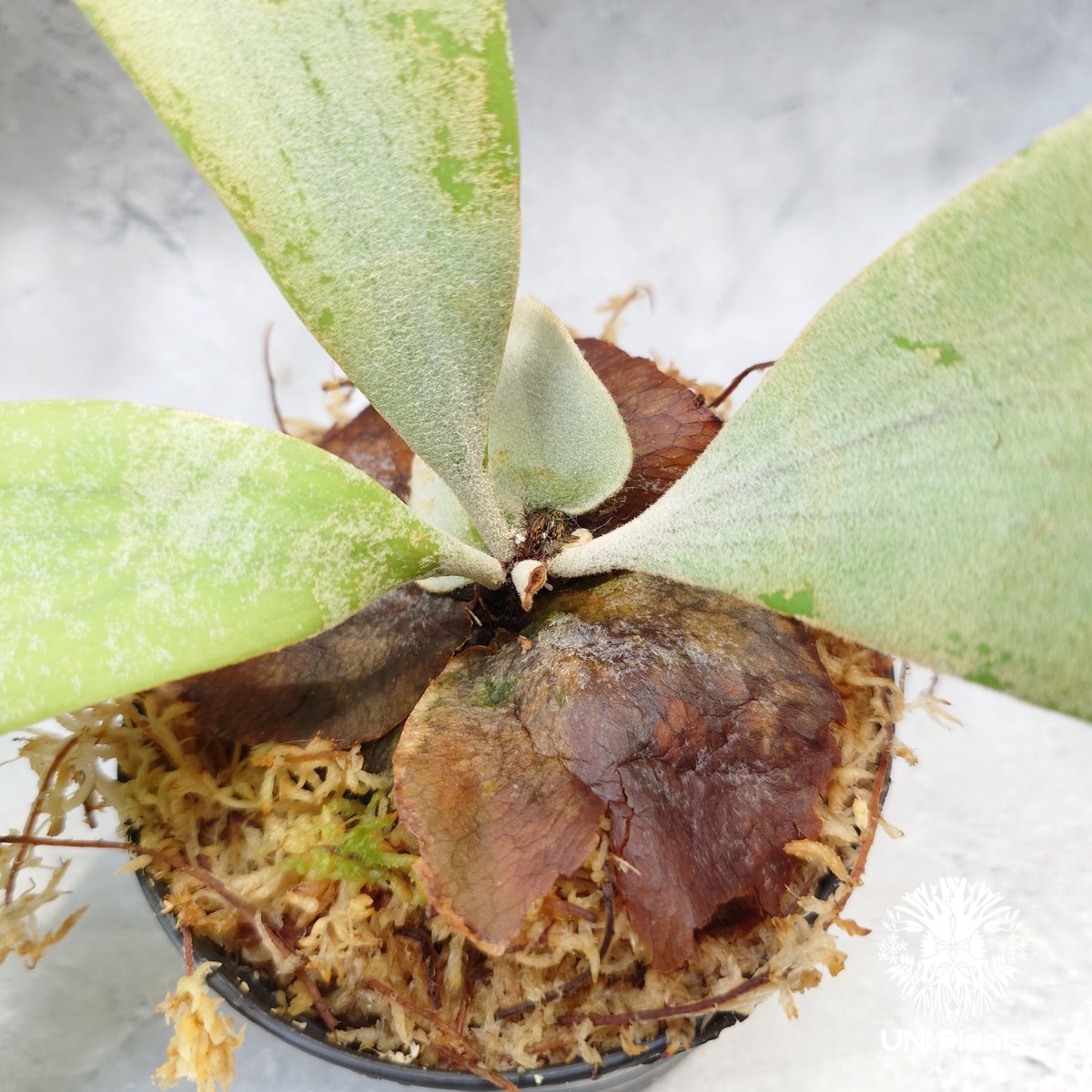 アンディナム　親株　バンダカ購入株　Platycerium andinum アンディナム 親株 バンダカ購入株 Platycerium andinum 2025年