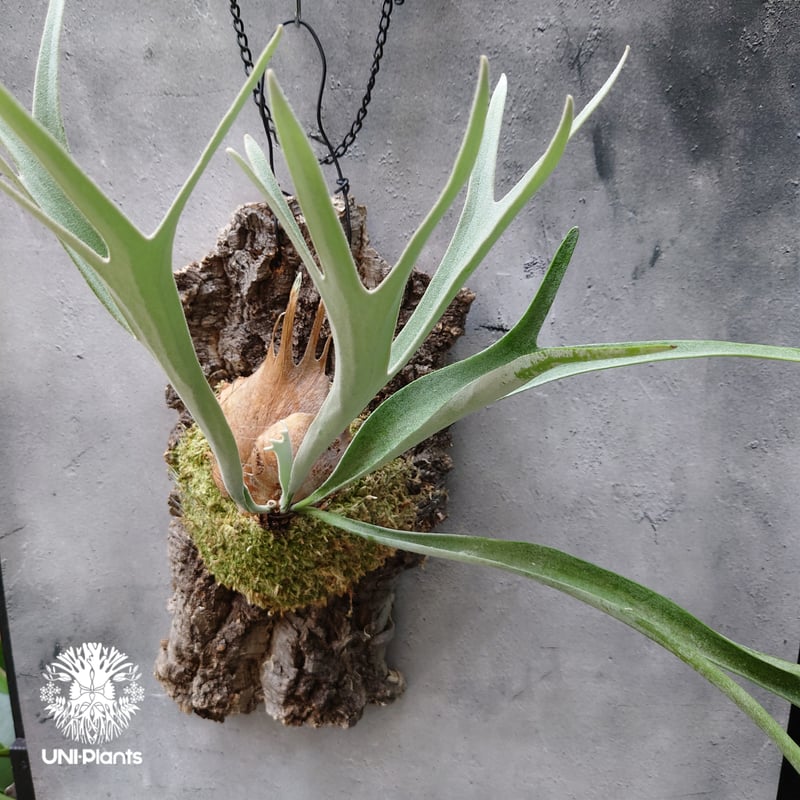 ビカクシダ ベイチー Platycerium veitchii コウモリラン ビカクシダ