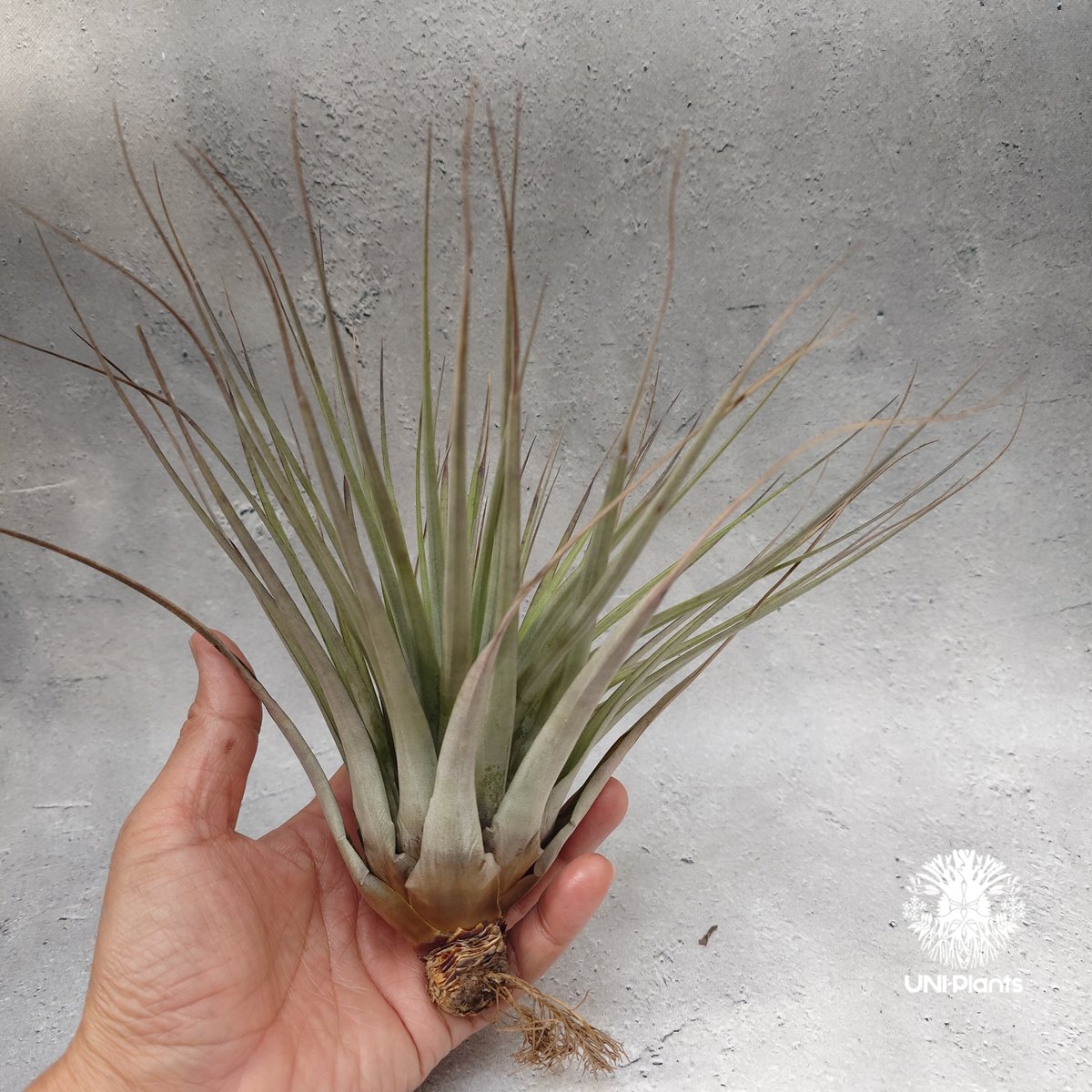 Tillandsia Fasciculata × V. venosispica (M) チラン