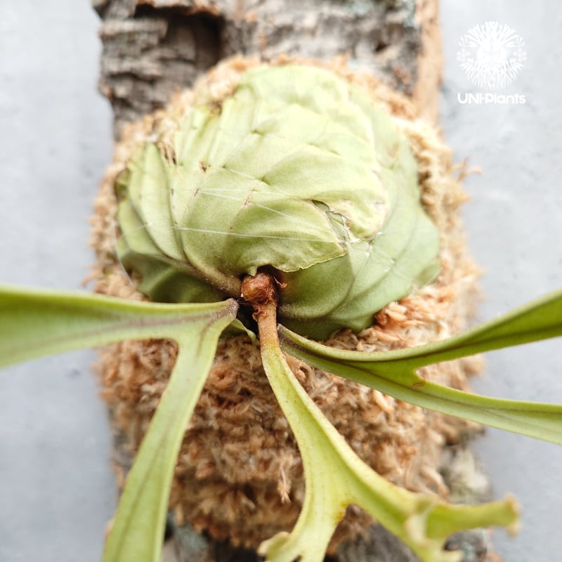 Platycerium ridleyi Pakarang ビカクシダ リドレイ パカラン
