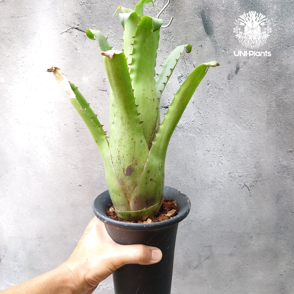 ブロメリア・エアープランツ Hohenbergia Magnispina Hohenbergia magnispina ホヘンベルギア マグニスピナ タンク