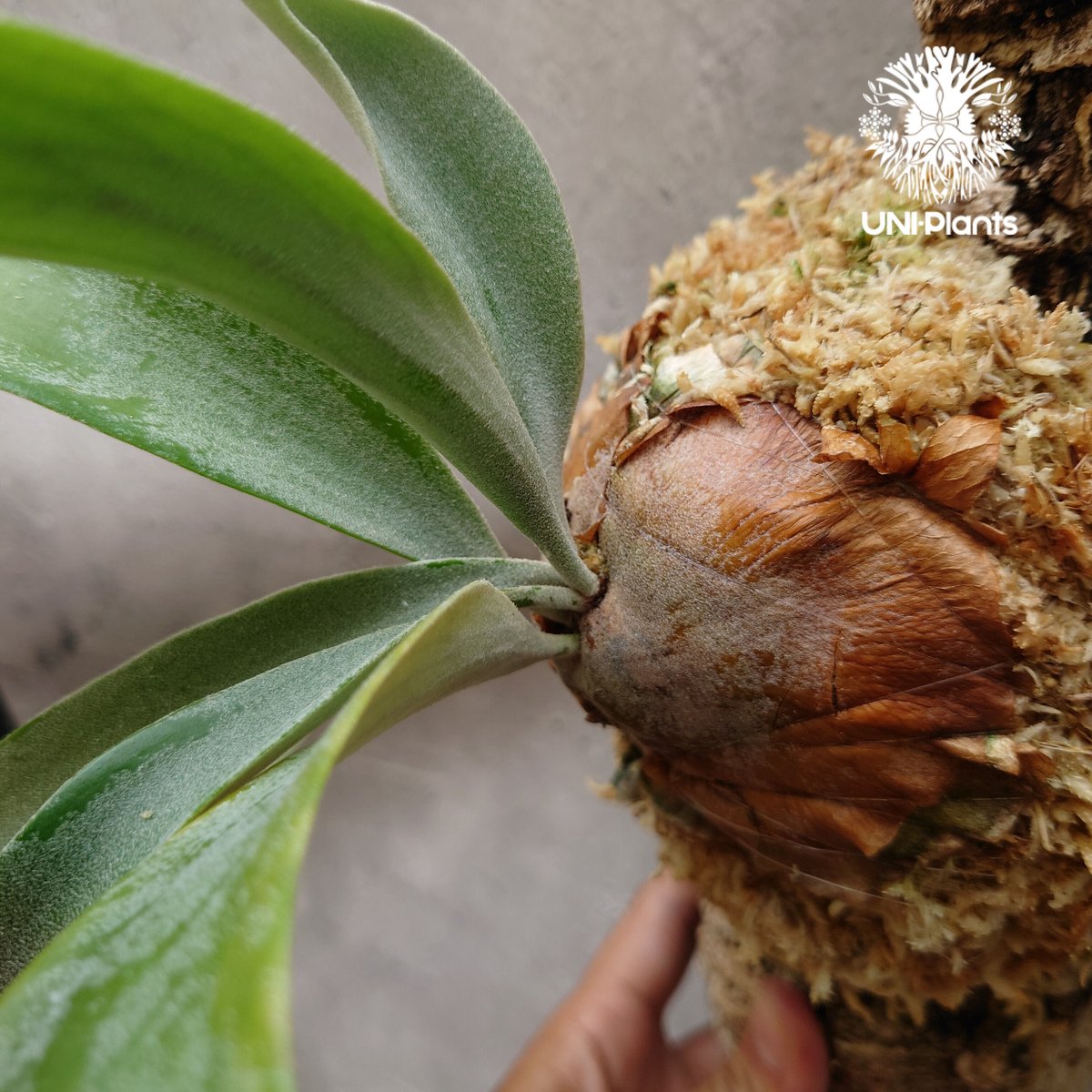 ビカクシダ ウィリンキーcv.バリ Platycerium willinckii cv.Bal ビカクシダ ウィリンキーcv.バリ Platycerium willinckii cv.Bal
