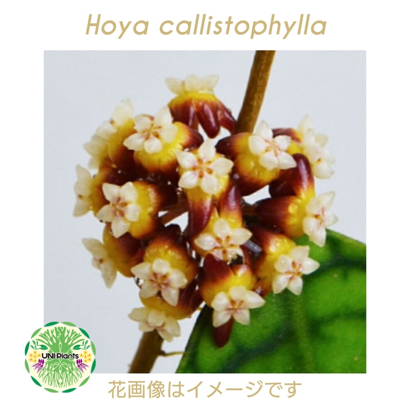 ホヤ カリストフィラ Hoya callistophylla 開花間近! ホヤ植物 ホヤの