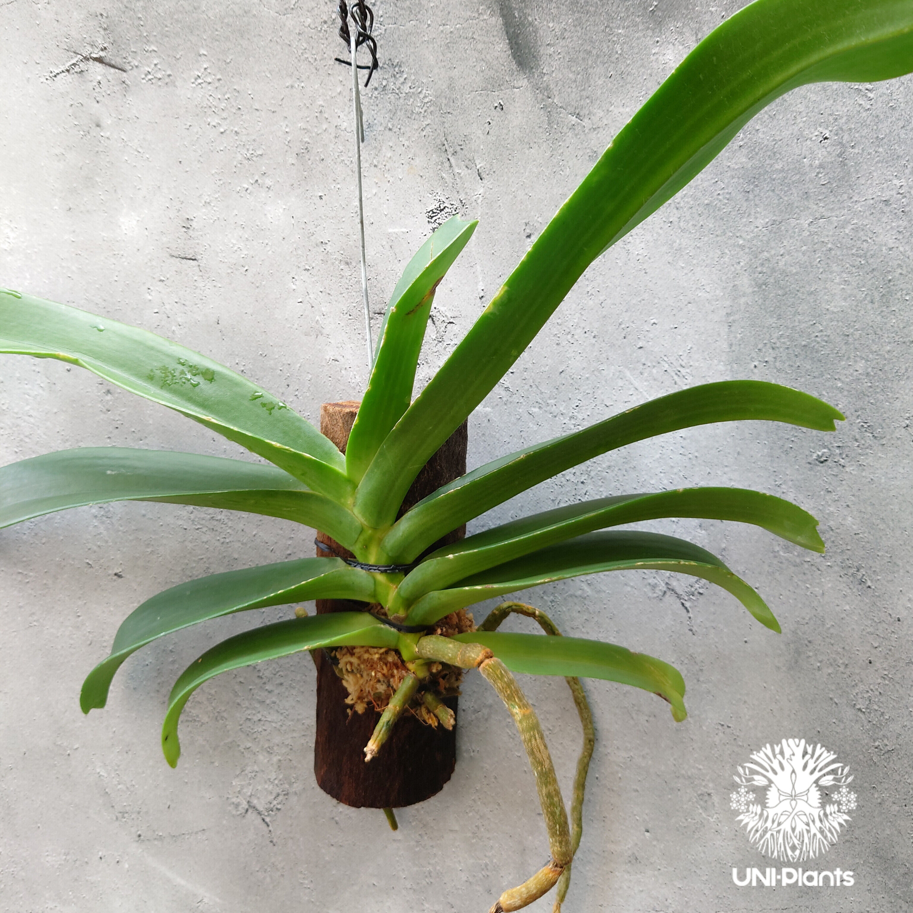 リンコスティリス Rhynchostylis hybrid Kom 着生植物 珍しい 着生蘭