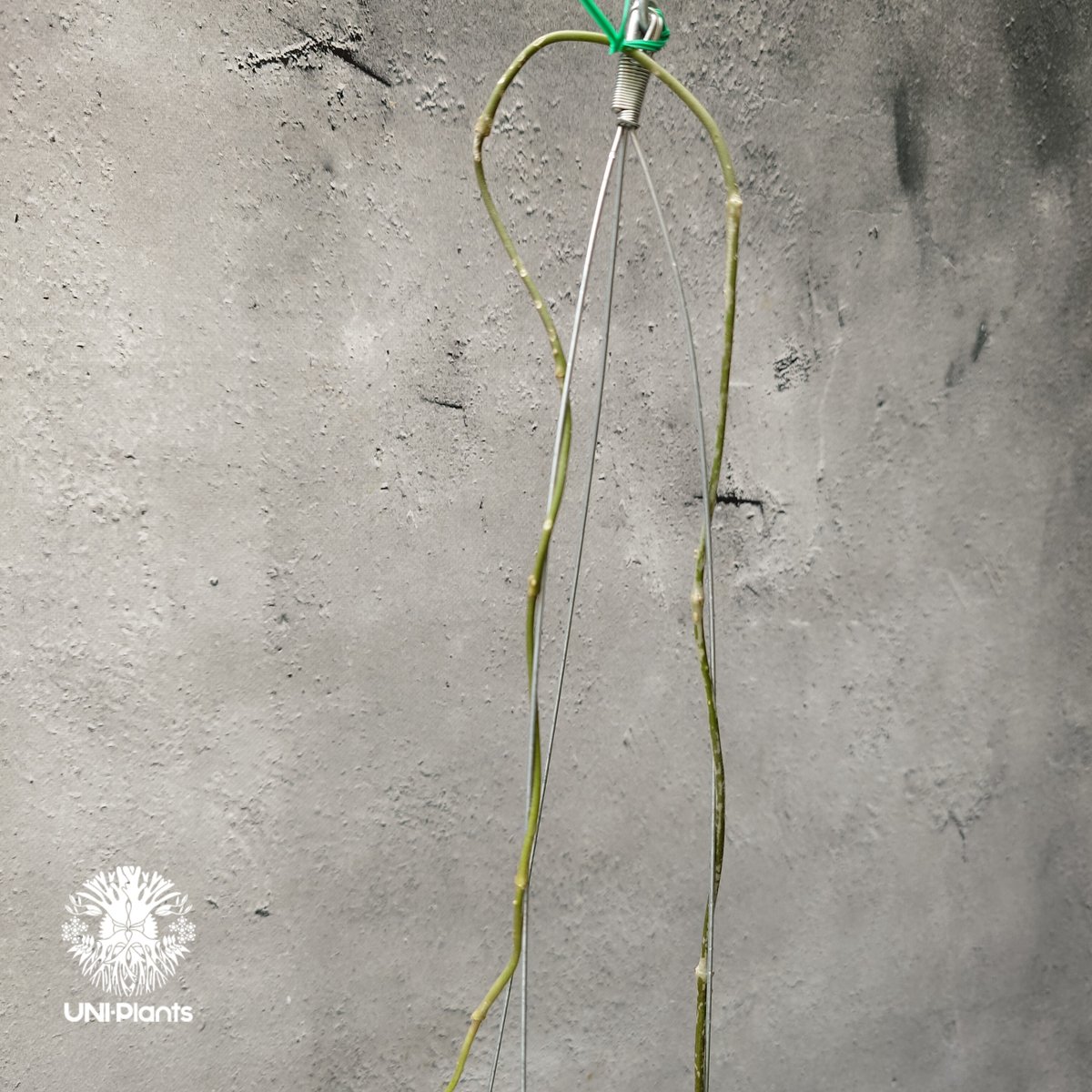 ホヤ cv.ナタリー Hoya cv. Nathalie ホヤ植物 希少なホヤ植物