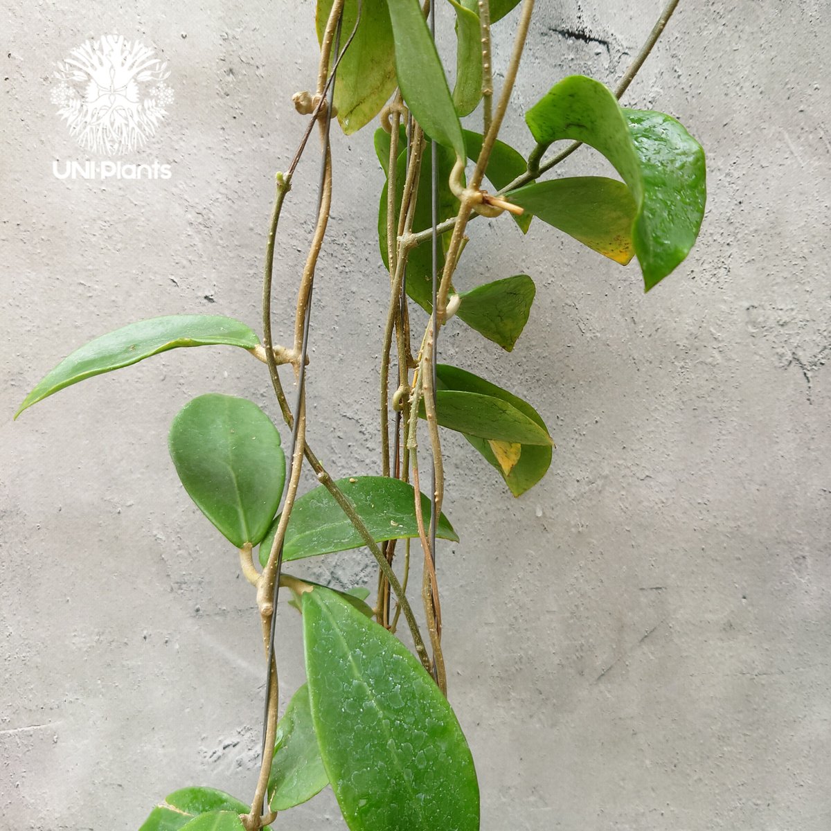 0451 ＊ ホヤ ＊ Hoya ＊ ミンドレンシス ＊ ライラック 0451 ＊ ホヤ ＊ Hoya ＊ ミンドレンシス ＊ ライラック