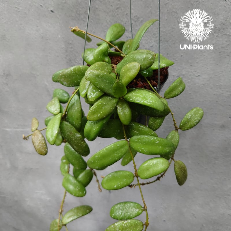 花座つき超レア 希少種 ホヤ　Hoya Obcordata オブコルデータ 花座つき超レア 希少種 ホヤ Hoya Obcordata オブコルデータ 観葉植物