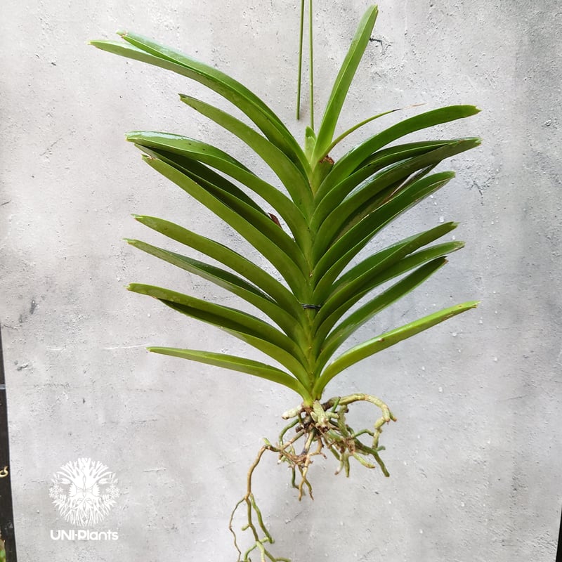 バンダ 洋蘭 Vanda orchid 大株 ラン 蘭 花が綺麗な洋ラン | UNI-Pla