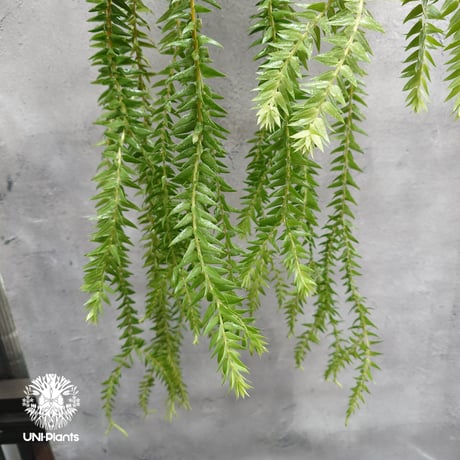 Huperzia spp. フペルジア Phlegmariurus (フレグマリウルス)   観葉植物 珍奇植物 植物 着生植物 インテリア植物 珍しい シダ植物