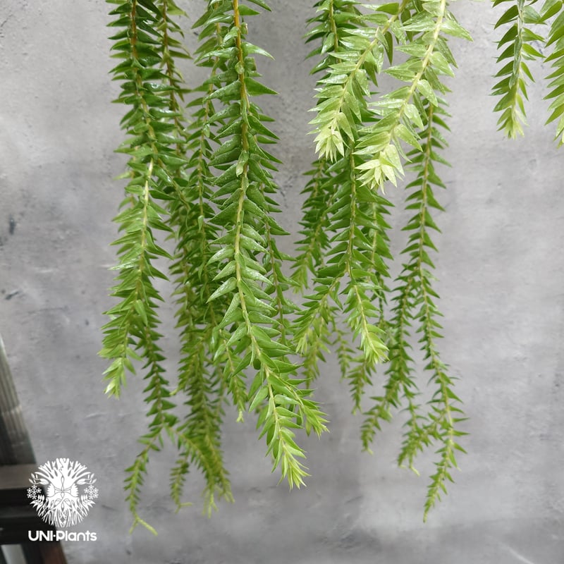 Huperzia spp. フペルジア Phlegmariurus (フレグマリウルス)