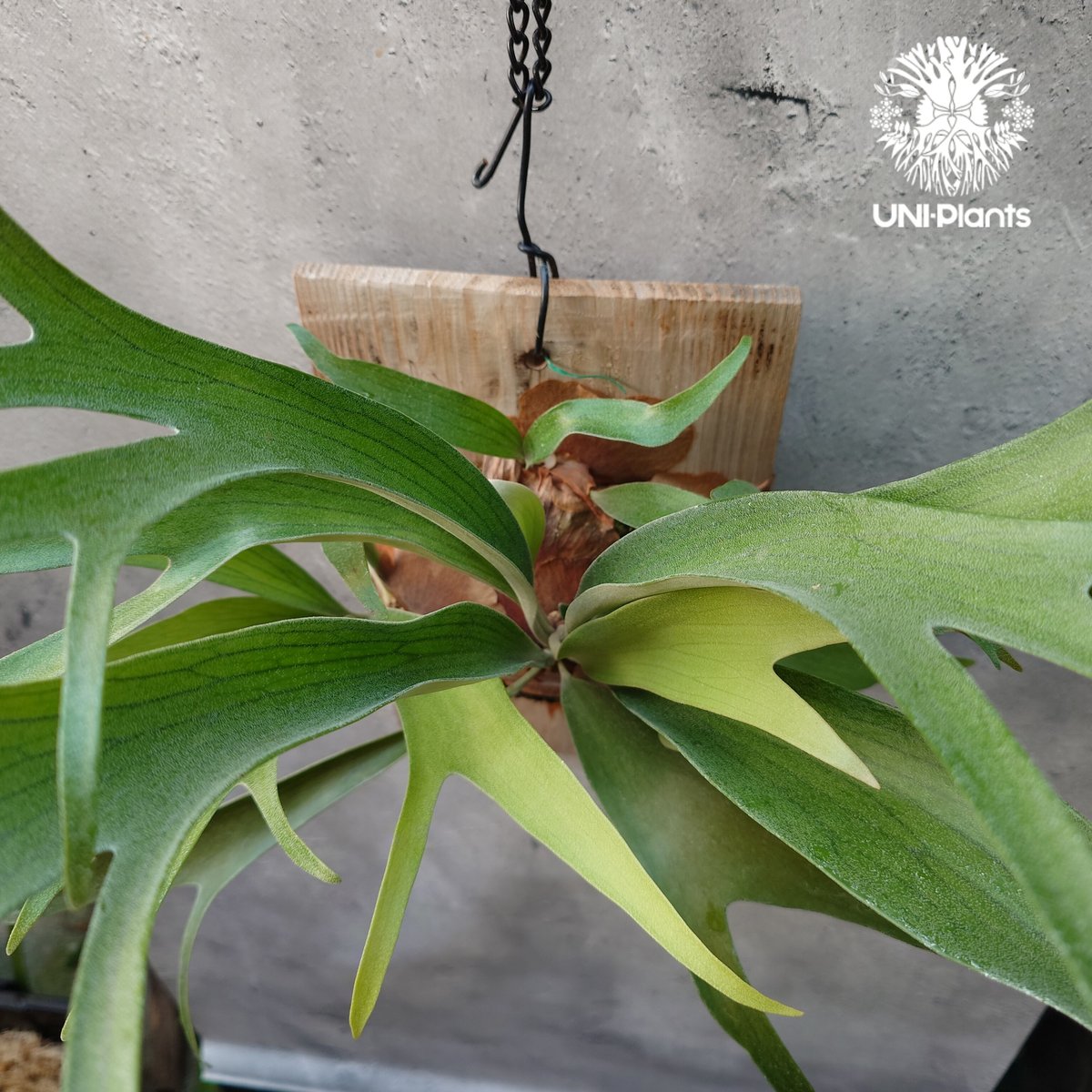 Platycerium sp.(pup) ビカクシダ 品種不明 コウモリラン Platycerium sp.(pup) ビカクシダ 品種不明 コウモリラン