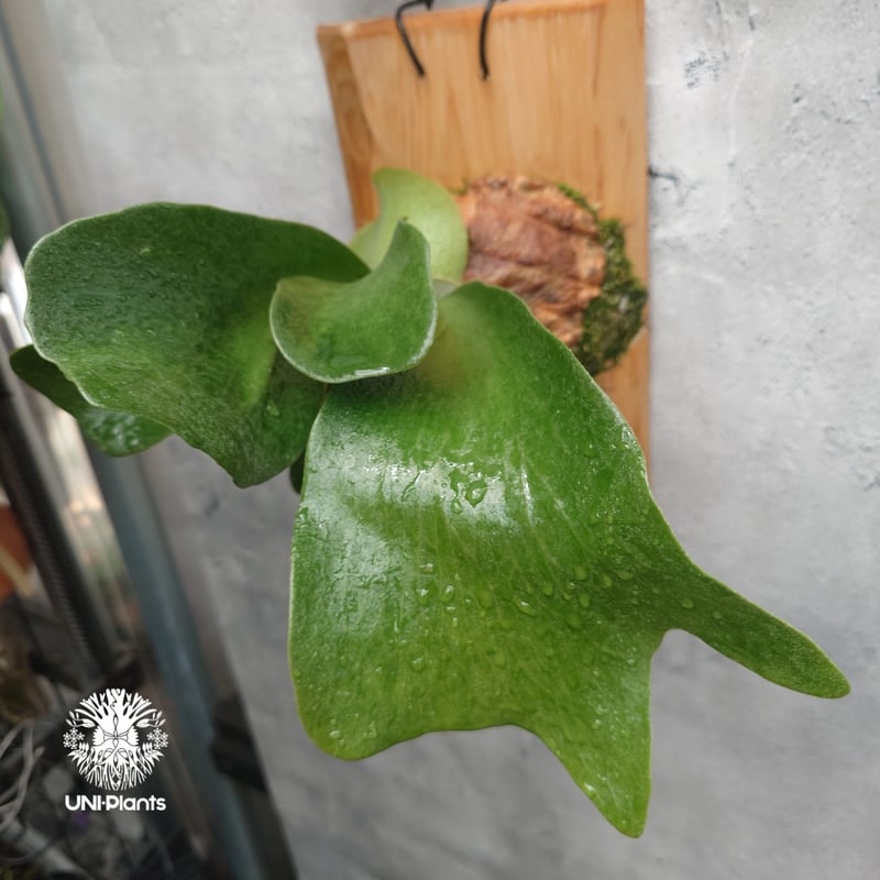 Platycerium Balaen ビカクシダ バレーン Platycerium hilli