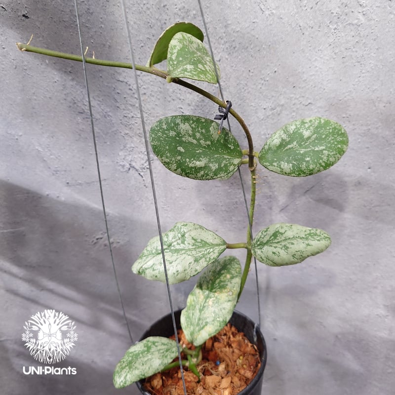 限定1株入荷 Hoya Waymaniae cloudy sky ホヤ ウェイマニアエ クラウ