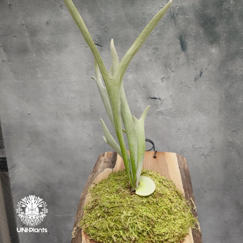 ビカクシダ ベイチー(子株) Platycerium veitchii(pup) コウモリラン