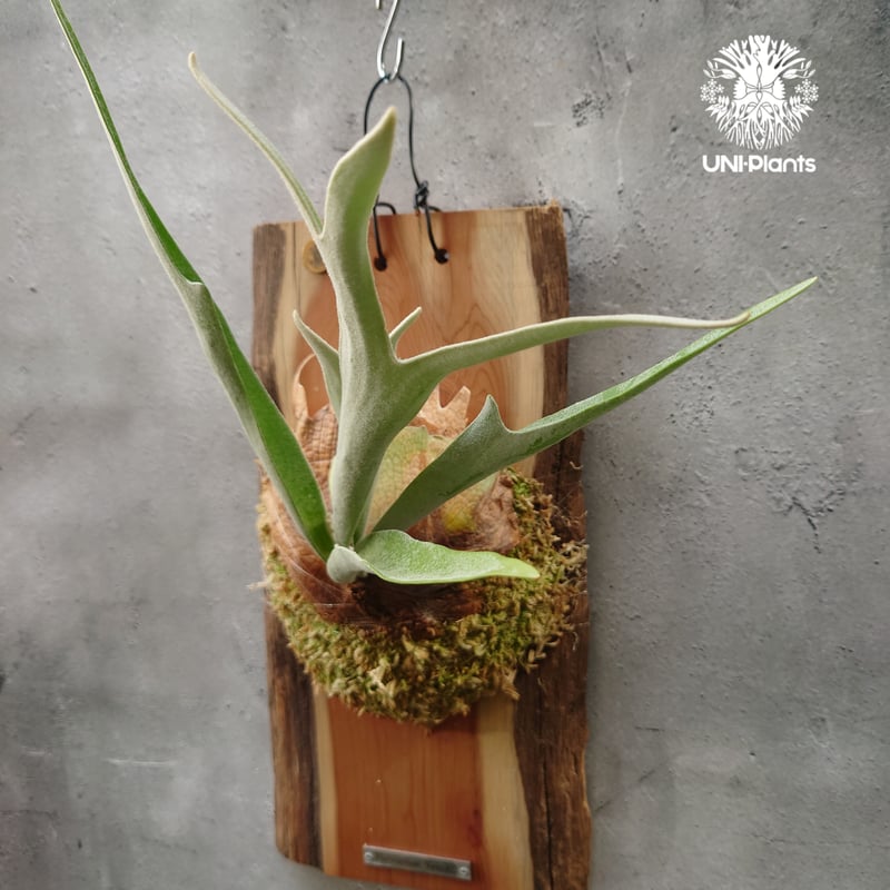 ビカクシダ ベイチー(子株) Platycerium veitchii(pup) コウモリラン