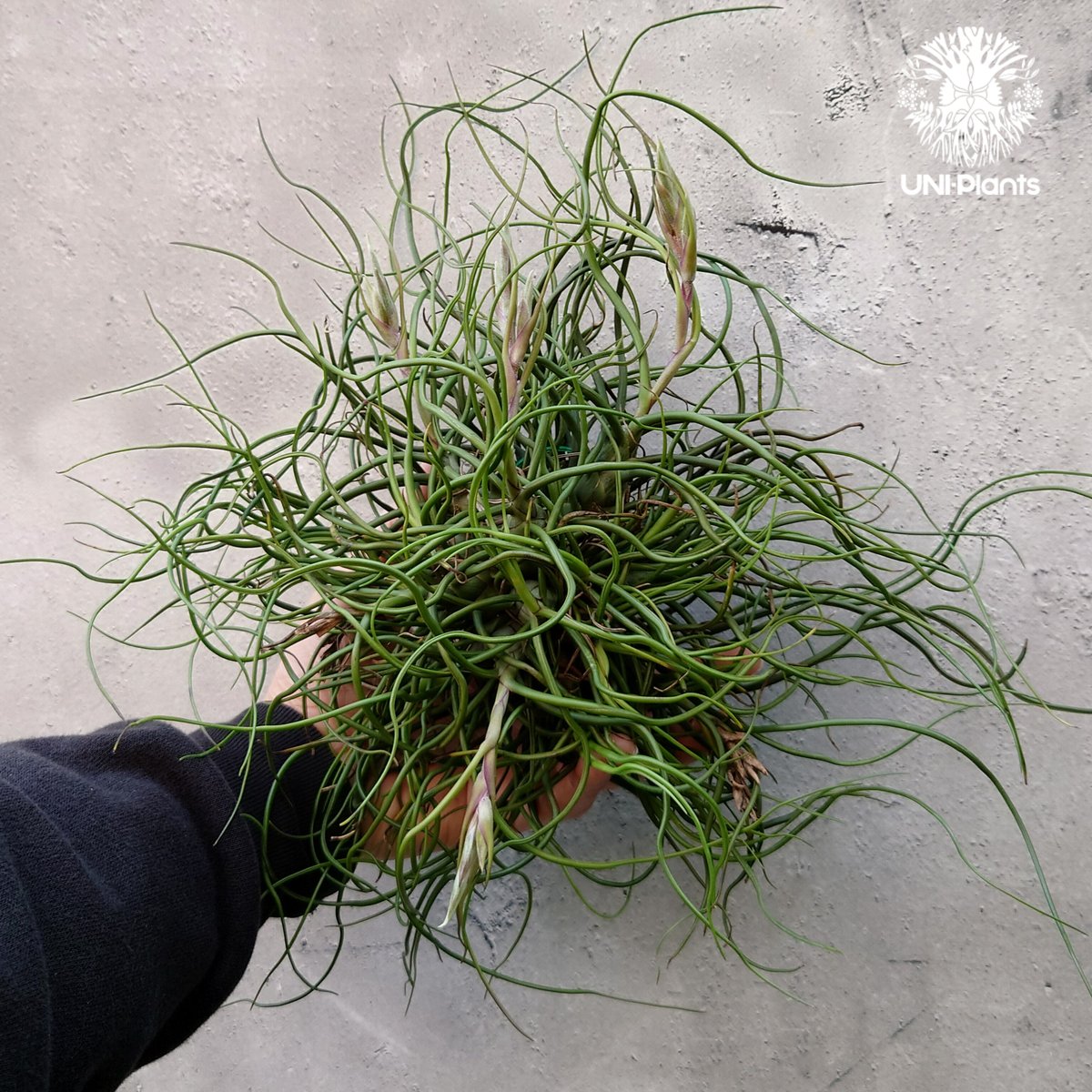 Tillandsia bulbosa チランジア ブルボーサ 大株 インテリア植物
