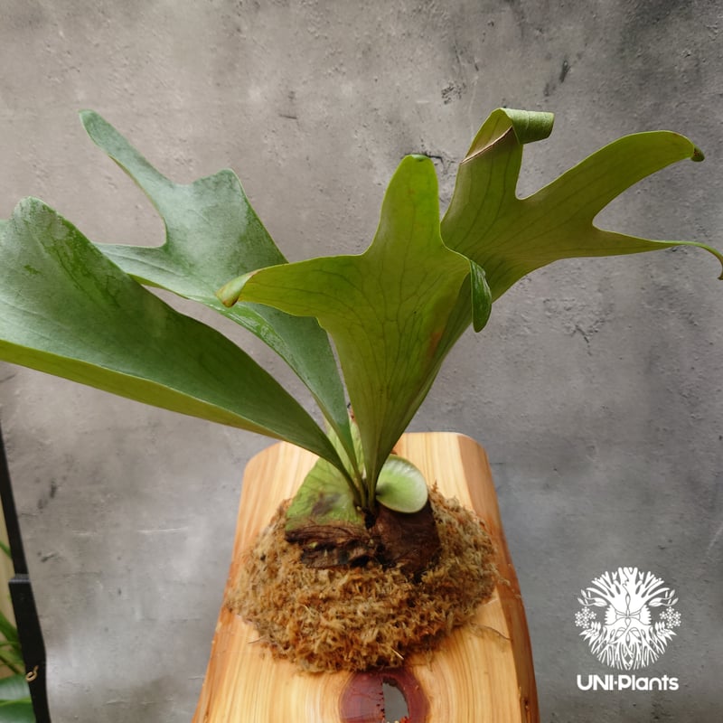 Platycerium silver salmon (P. hillii × P. willi