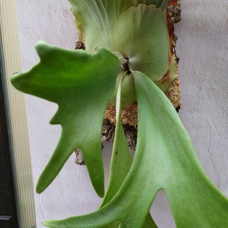 ビカクシダ ウィリンキーcv.インドネシア Platycerium