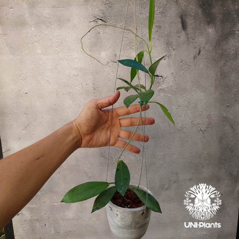 希少! Hoya pubicalyx 'black dragon ホヤ植物 ホヤの花 ホヤプ
