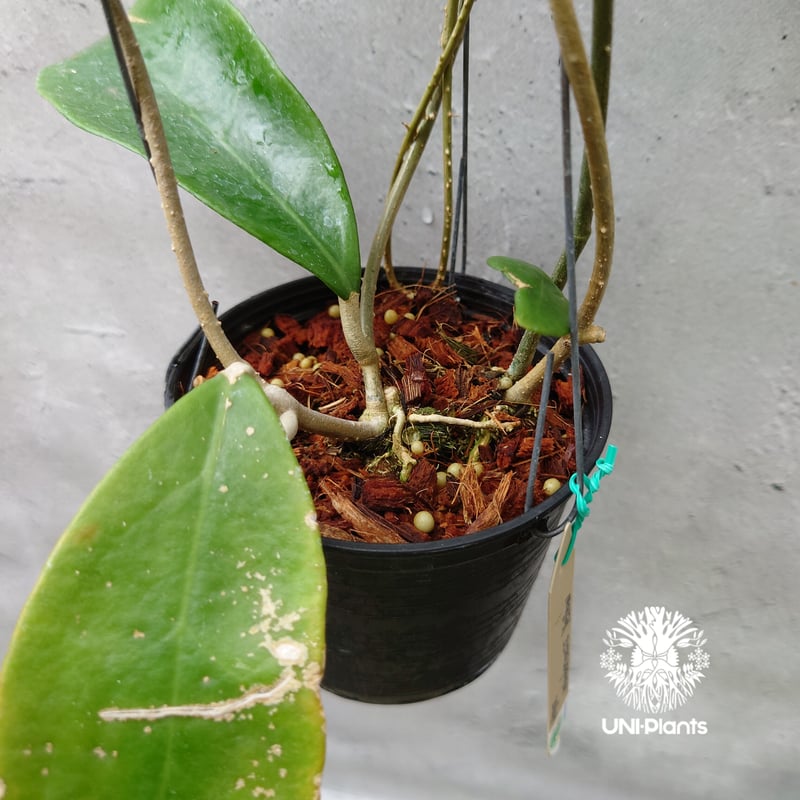 ホヤ　ミンドレンシス 希少! Hoya mindorensis UT 042 ホヤ ミンドレンシス 限定数入荷