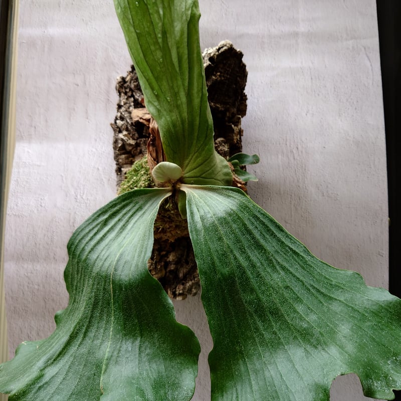 専用　エレファントティス　子株もたくさん ビカクシダ エレファントティス子株付き Platycerium