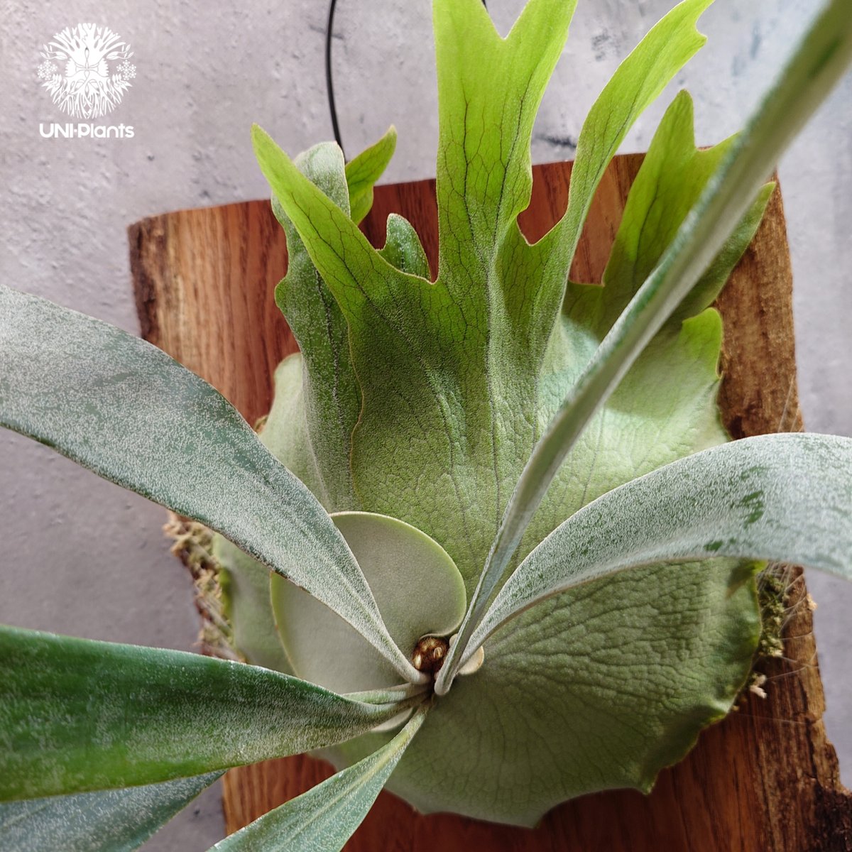 Platycerium Woot #24 Smooth (pup)ビカクシダ Woot#24