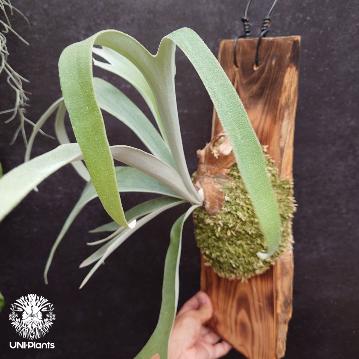 Patycerium veitchii ' Nukul ' ビカクシダ ベイチー シダ植物 ビ