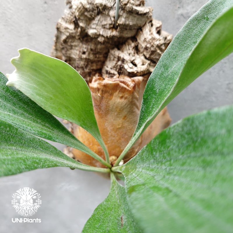 Platycerium hillii cv. Nampu ビカクシダ ヒリー cv. ナンプー