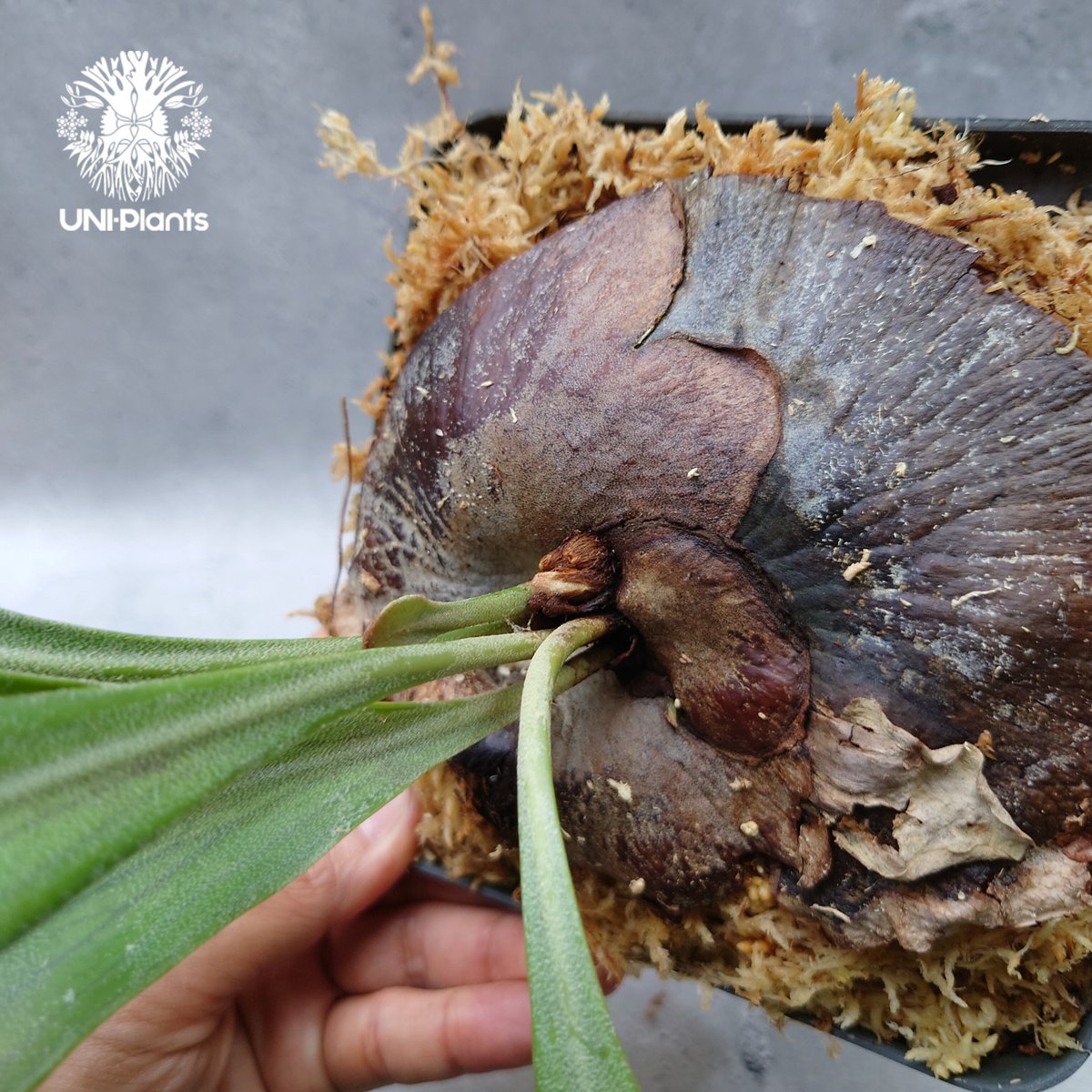 Platycerium hillii cv. Min Min (pup) ビカクシダ ヒリー