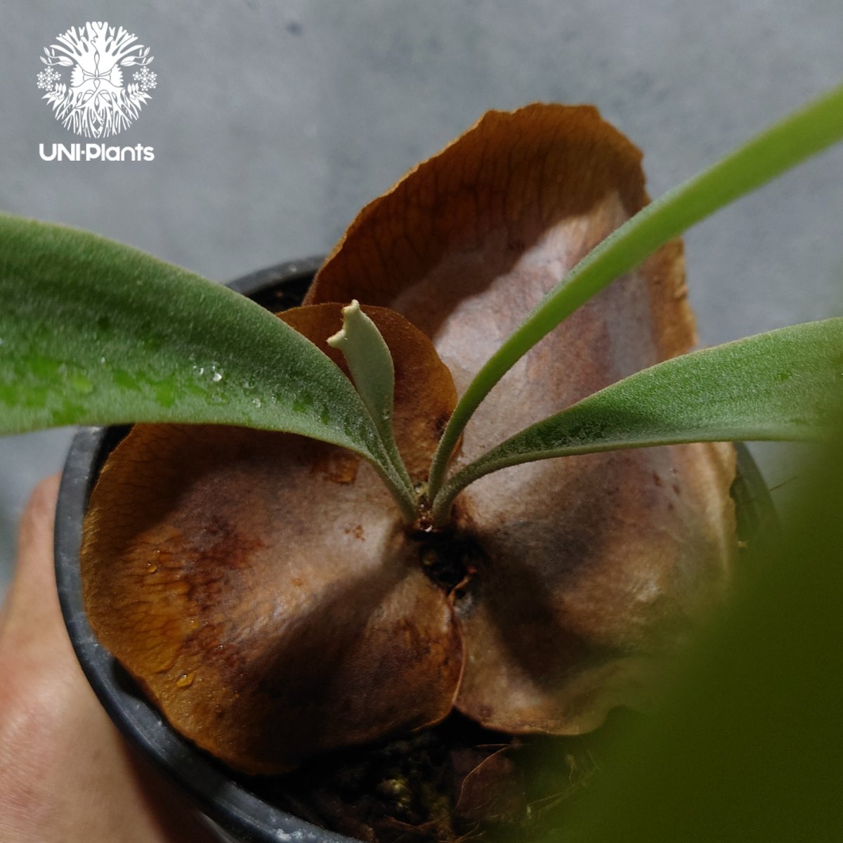 Platycerium Jib Jib (pup)(P. willinckii x P. b Platycerium Jib Jib (pup)(P. willinckii x P. b