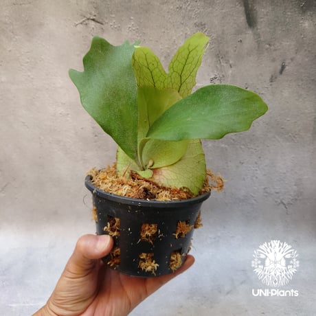Platycerium willinckii white angel ビカクシダ ウィリンキー ホワイトエンジェル ビカクシダ コウモリラン