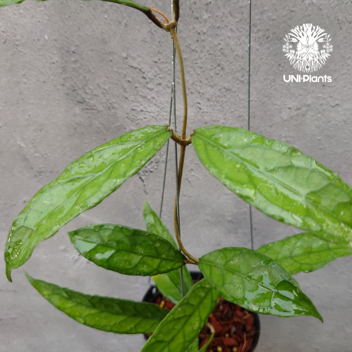 Hoya Aceh (NAP 01) ホヤ 希少 ホヤ植物 ホヤの花 珍しい 希少な