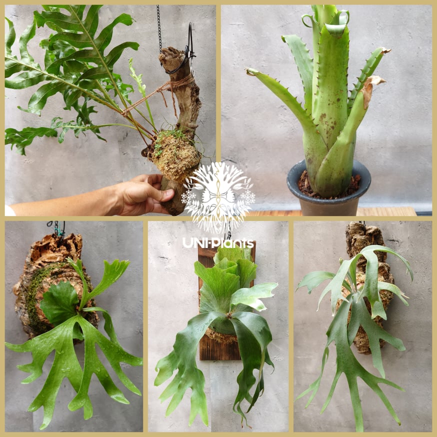 ビカクシダ苗、ドワーフ3種類セットB ビカクシダ3種セット ビカクシダ 3種セット(B) ビカクシダ苗、ドワーフ