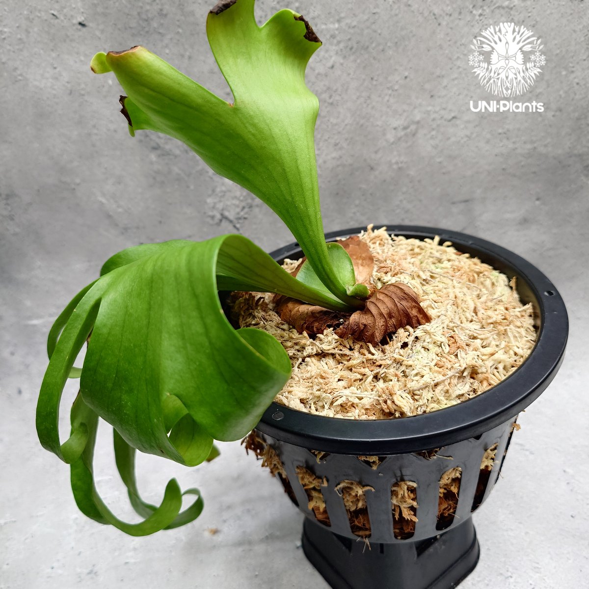 Platycerium coronarium ' Lesasha ' ビカクシダ コロナリウム