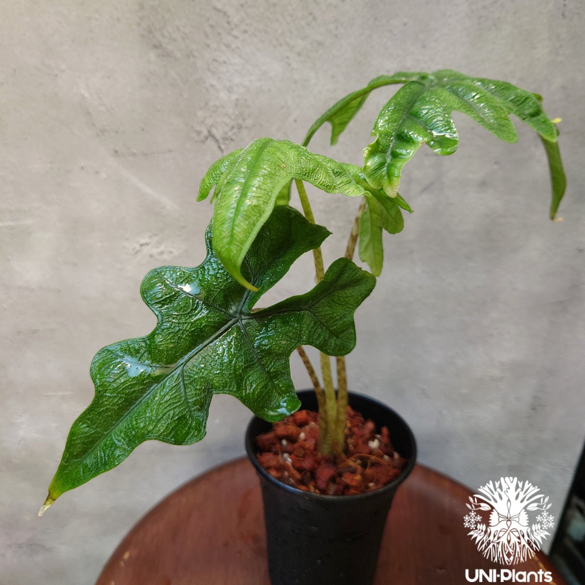 Alocasia jacklyn アロカシア ジャクリン アロカシアジャックリ 観葉