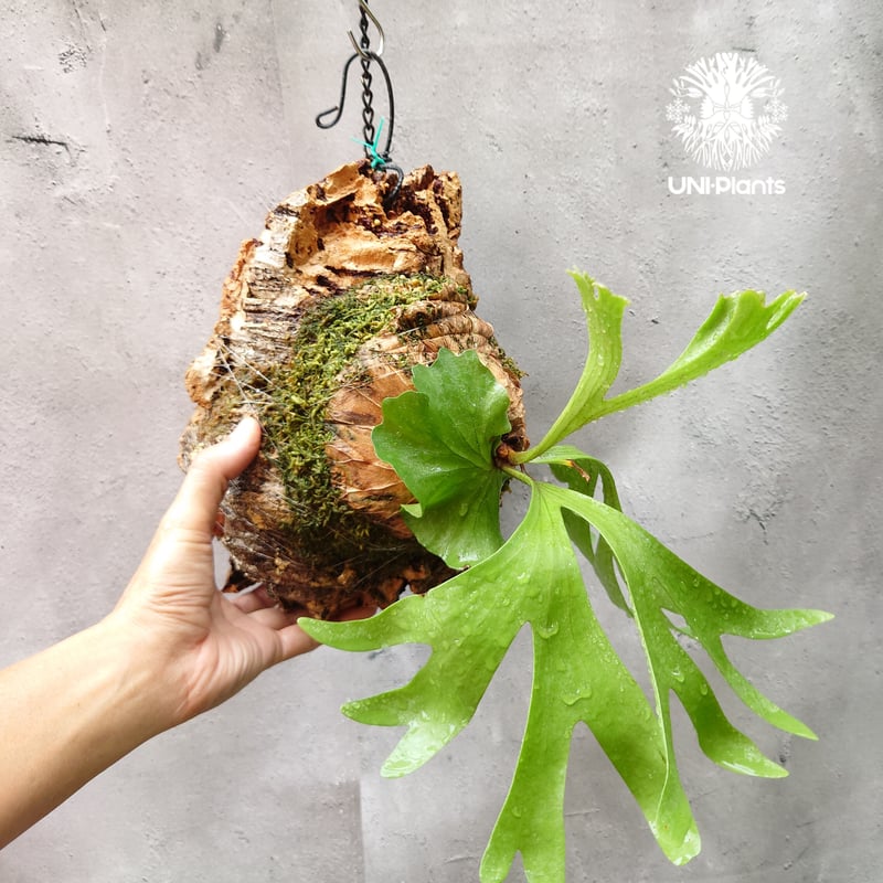 ビカクシダ リドレイ Platycerium ridleyi コウモリラン