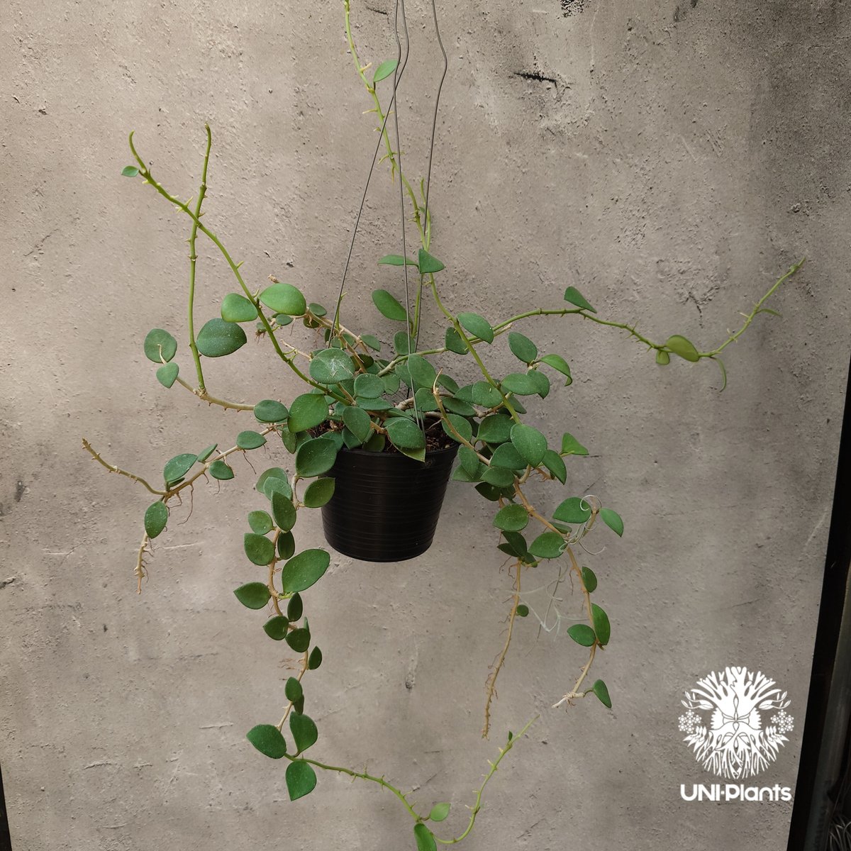Hoya nummularioides yellow corona ホヤ ヌンムラリオイデス