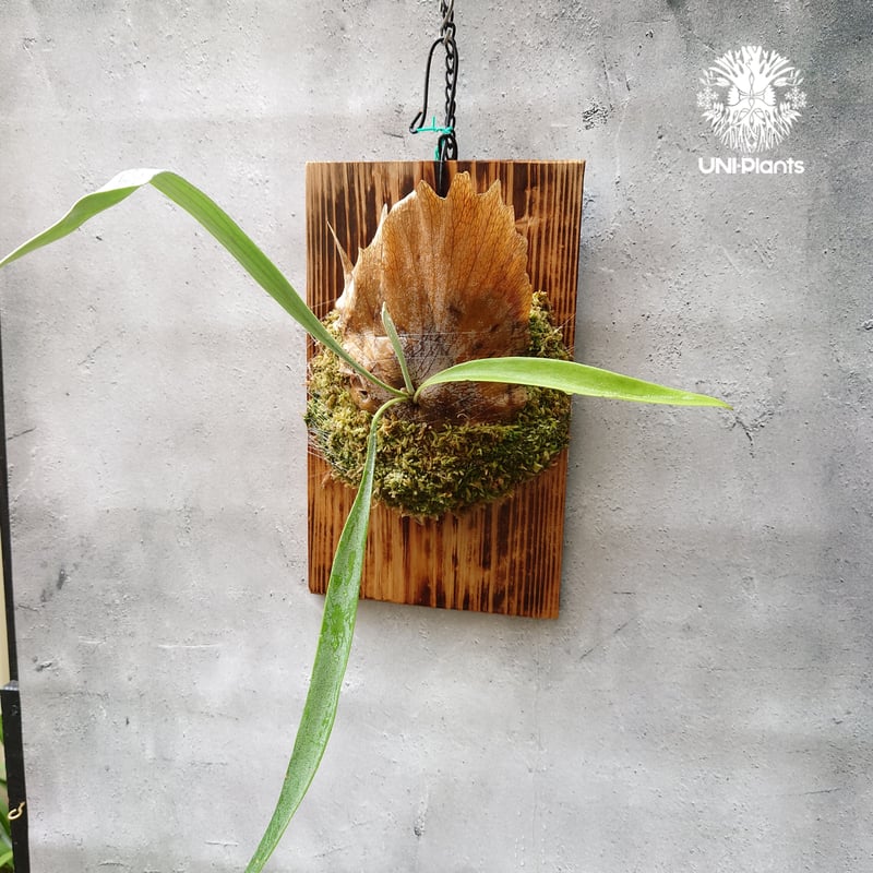 【親株】P. \"Blue Vista\" ビカクシダ ブルービスタ 子株大量 親株】P. Blue Vista ビカクシダ ブルービスタ 子株大量