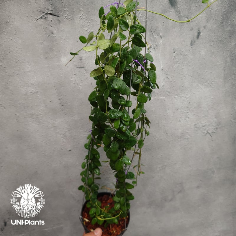 ご予約者様専用ページ ご予約No.UI-250509-1415 Hoya Pulleana ホ