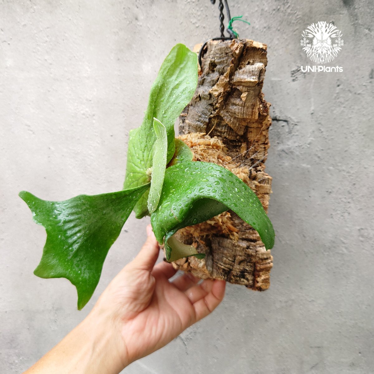 ビカクシダ エレファントB ビカクシダ エレファントB