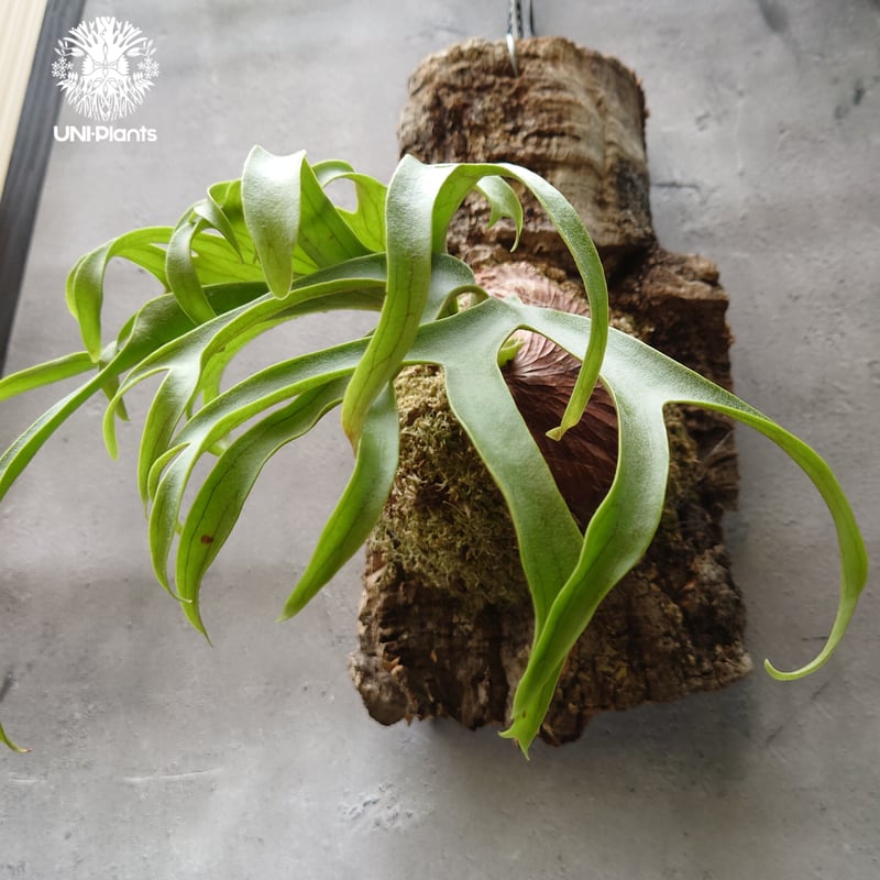 コロナリウム フィリピネス ビカクシダ コロナリウム フィリピネスフォーム Platycerium