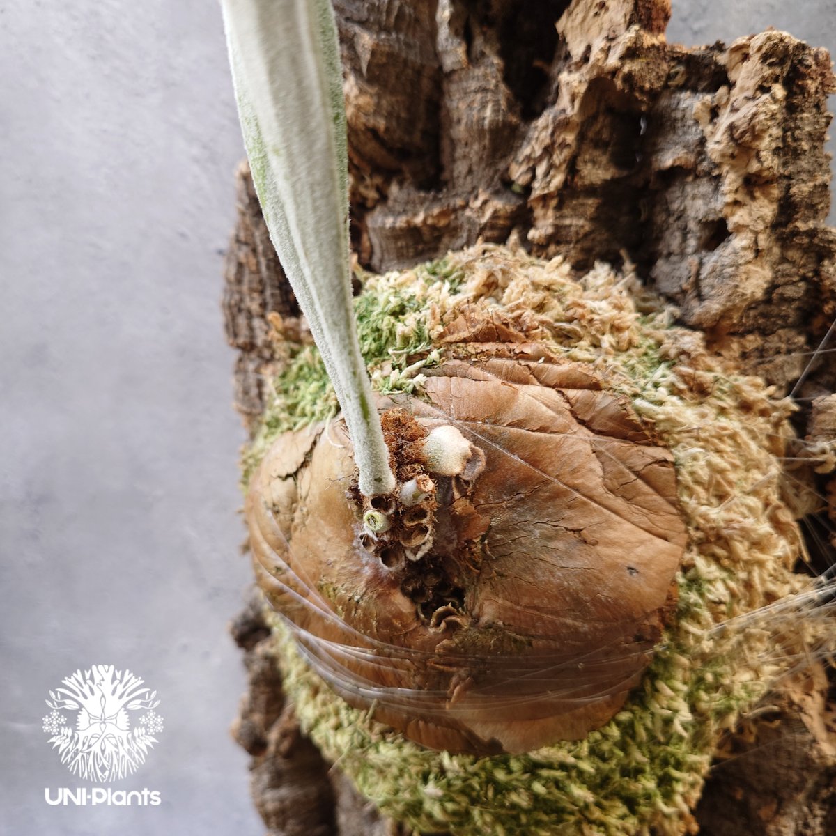 ビカクシダ ベイチー シルバーフロンド Patycerium veitchii cv. Sil