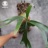 ビカクシダ 品種不明 Platycerium sp. コウモリラン ビカクシダ子株