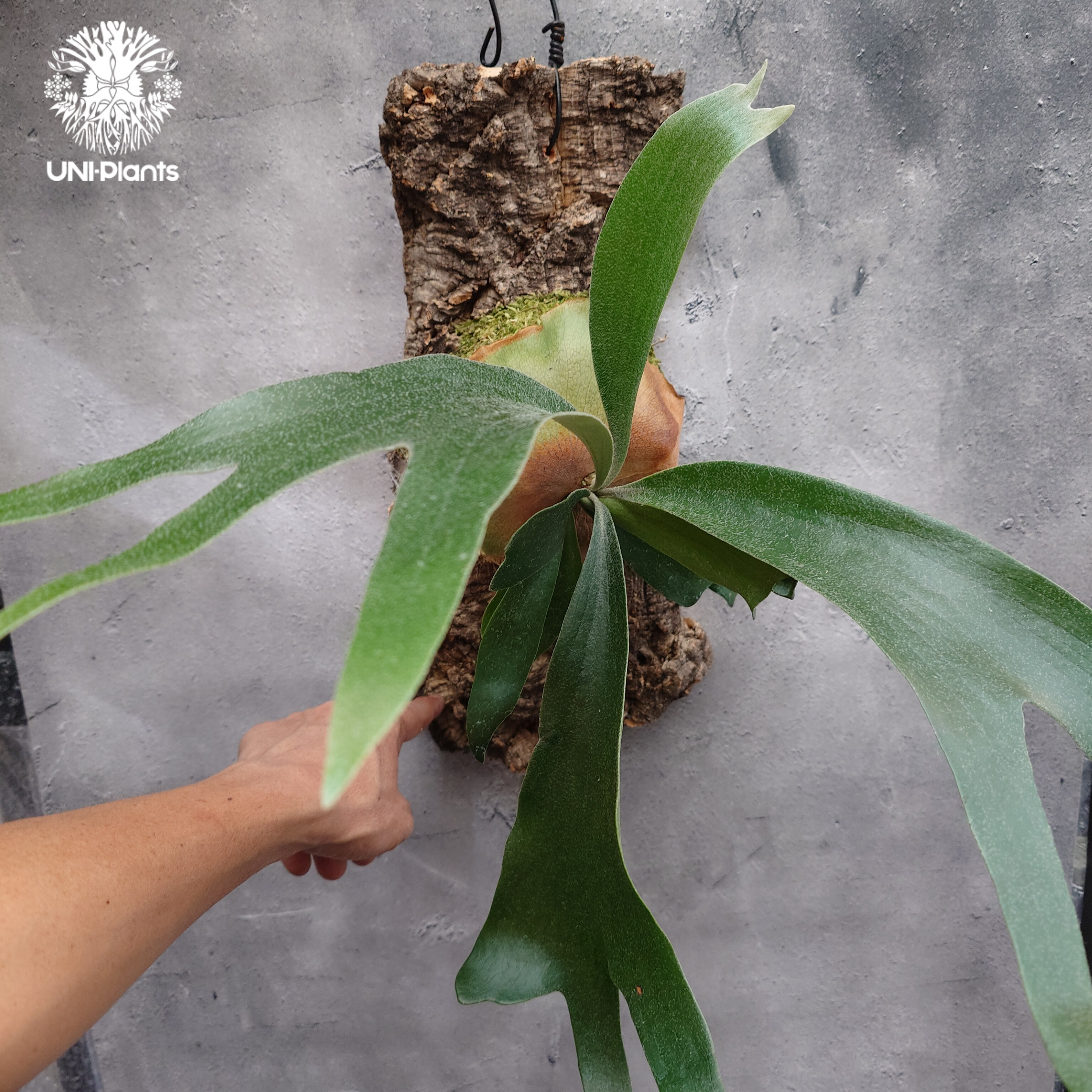 Platycerium sp.(mix spore) ビカクシダ ミックススポア ビカクシダ