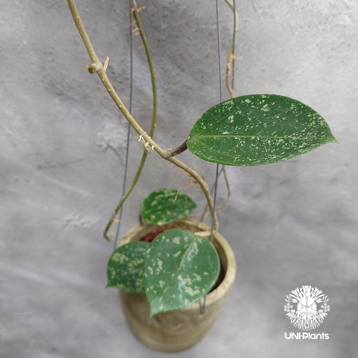 Hoya Parasitica Heart Leaves Splash ホヤ パラシティカ ハ