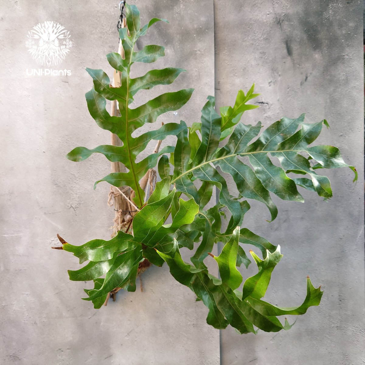 Drynaria bonii wild ドリナリア·ボニー タイ産山採り株 流木 Drynaria bonii wild ドリナリア·ボニー タイ産山採り株 流木