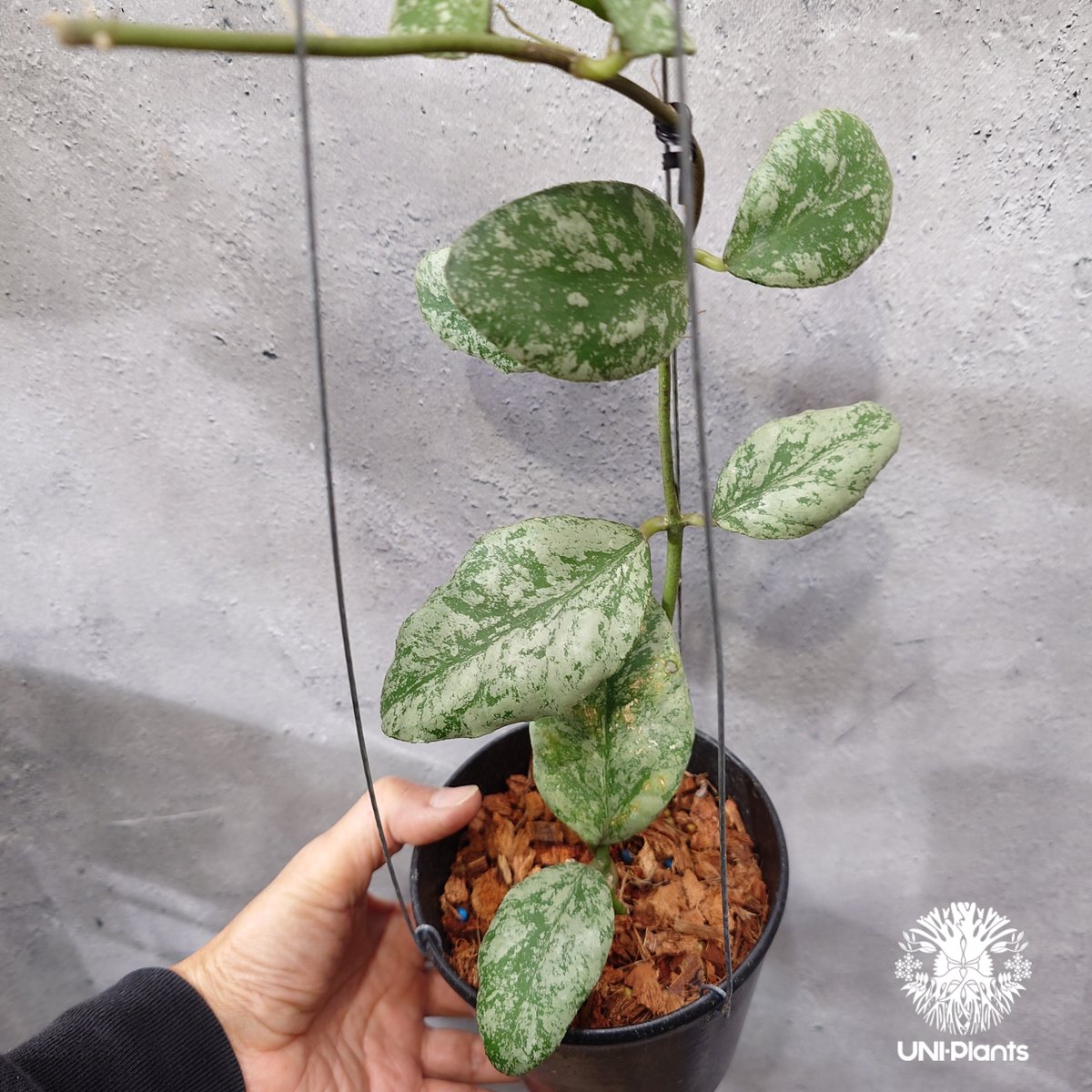 限定1株入荷 Hoya Waymaniae cloudy sky ホヤ ウェイマニアエ クラウ