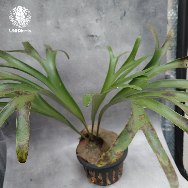 Platycerium alcicorne var.Madagascar ビカクシダ アルシコ